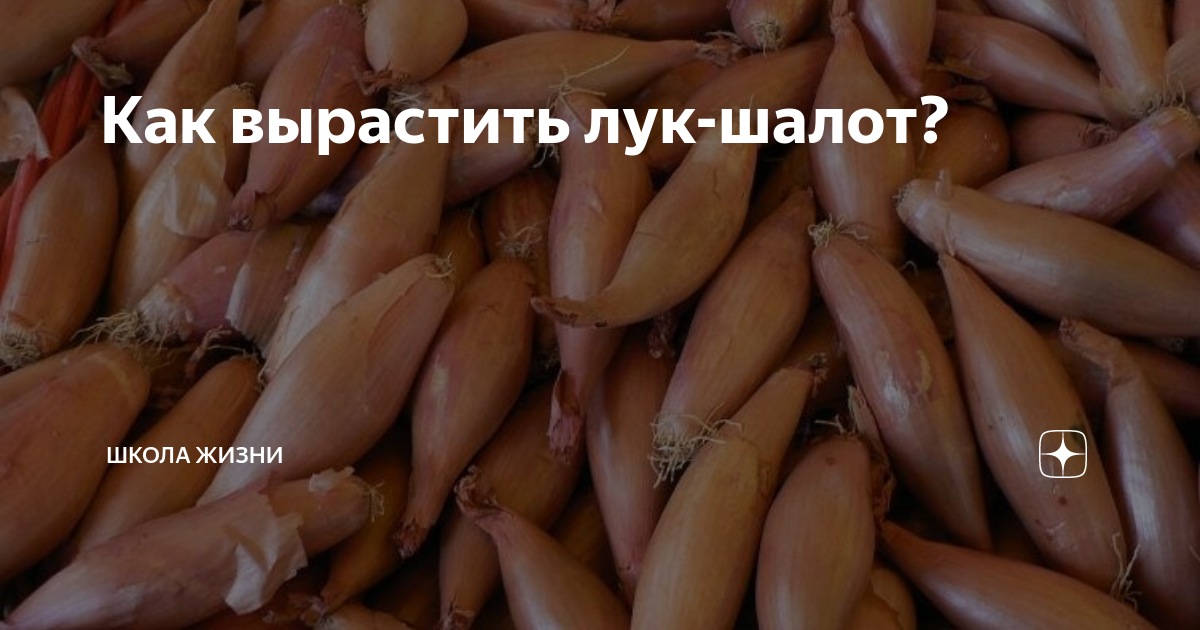 Как вырастить лук-шалот? | Школа Жизни | Дзен