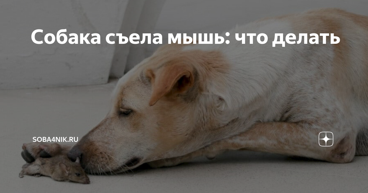 Собака съела мышь: что делать | Soba4nik.ru | Дзен
