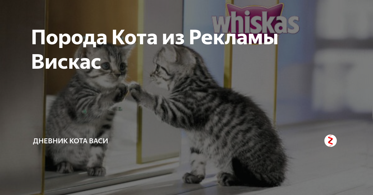 Музыка из рекламы вискас. Кот из рекламы вискас. Кот из рекламы вискаса. Скот из рекламы вискас. Какая порода кошки в рекламе вискас.