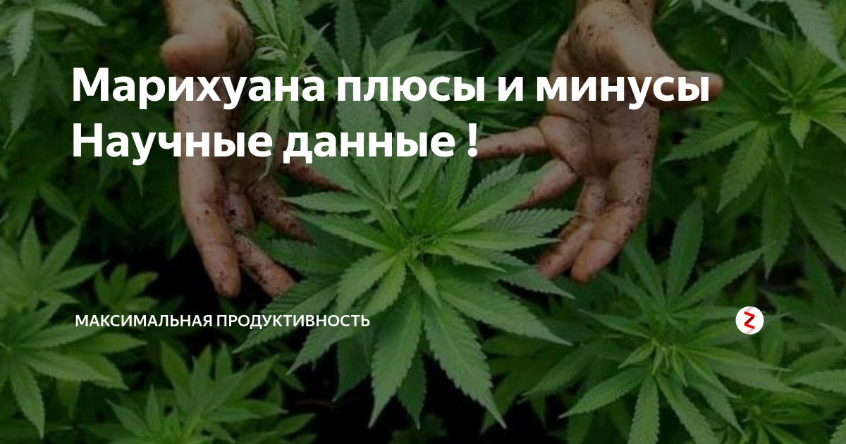 все плюсы и минусы марихуаны