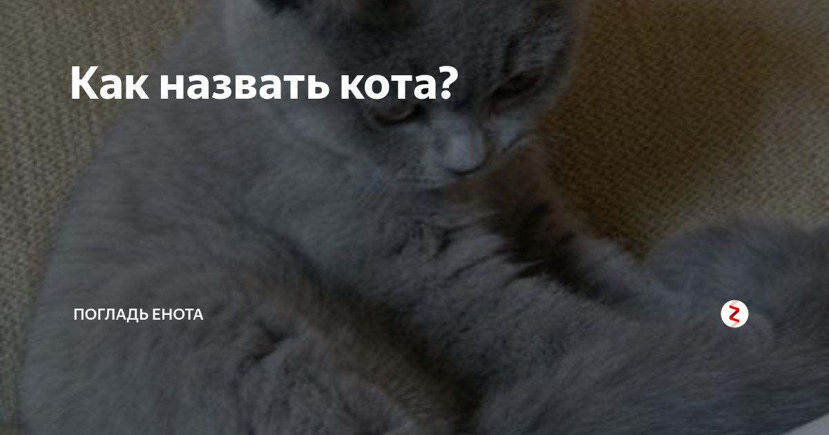 Как зовут кота