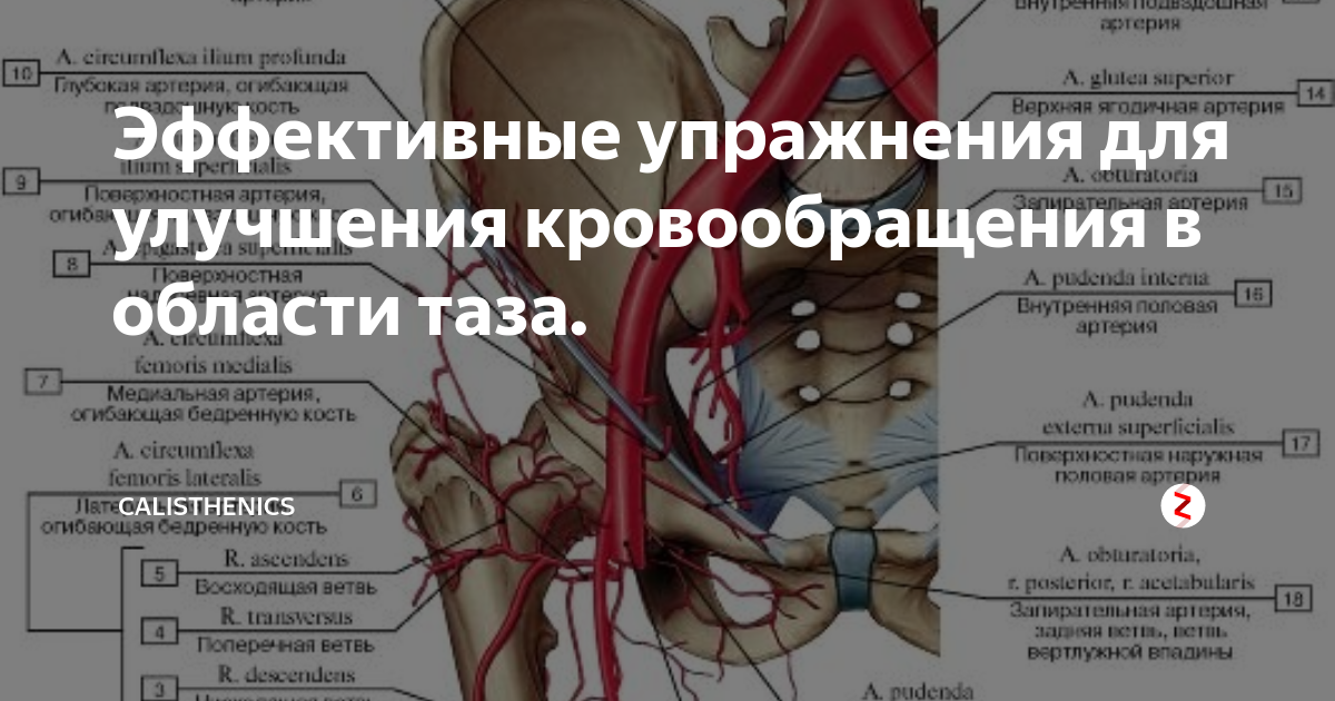 улучшить кровоснабжение таза. упражнения для кровоснабжения органов малого таза. упражнения для малого таза для женщин улучшение кровообращения. упражнения для улучшения кровотока в малом тазу. упражнения для кровообращения в тазу.