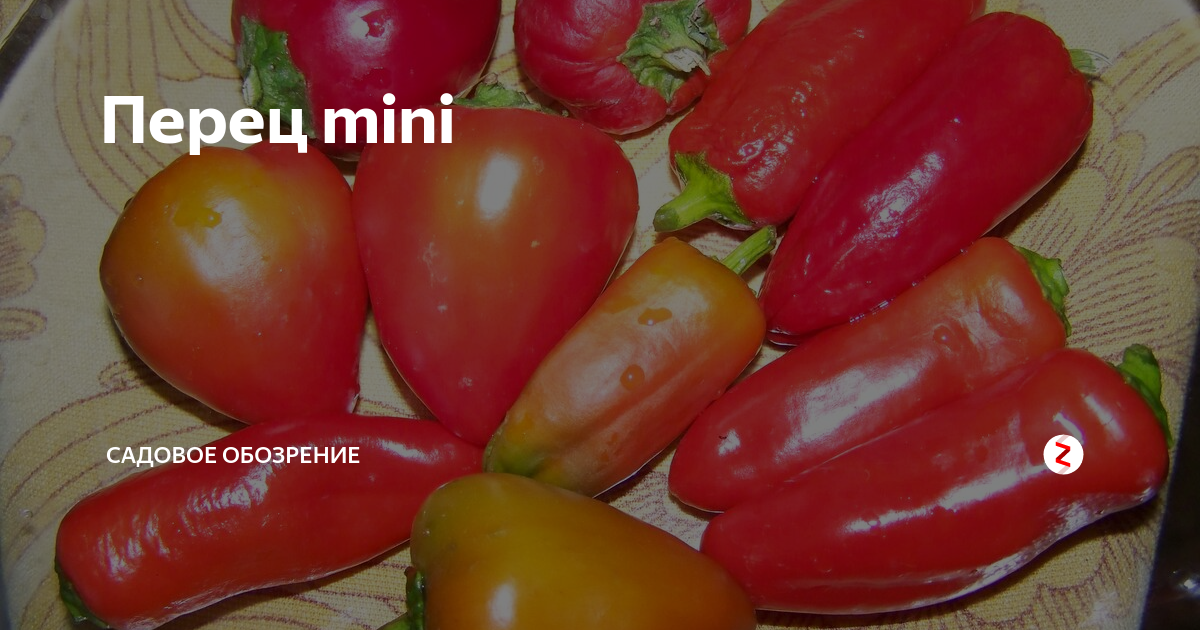 Перец mini | Садовое обозрение | Дзен