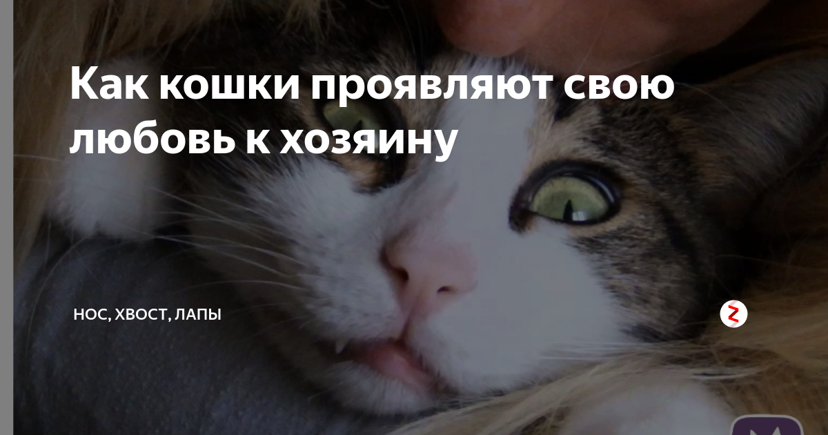 как кошки проявляют любовь. кот ластится к хозяйке. Cat licking girl. психология кошек. как кошки проявляют любовь.