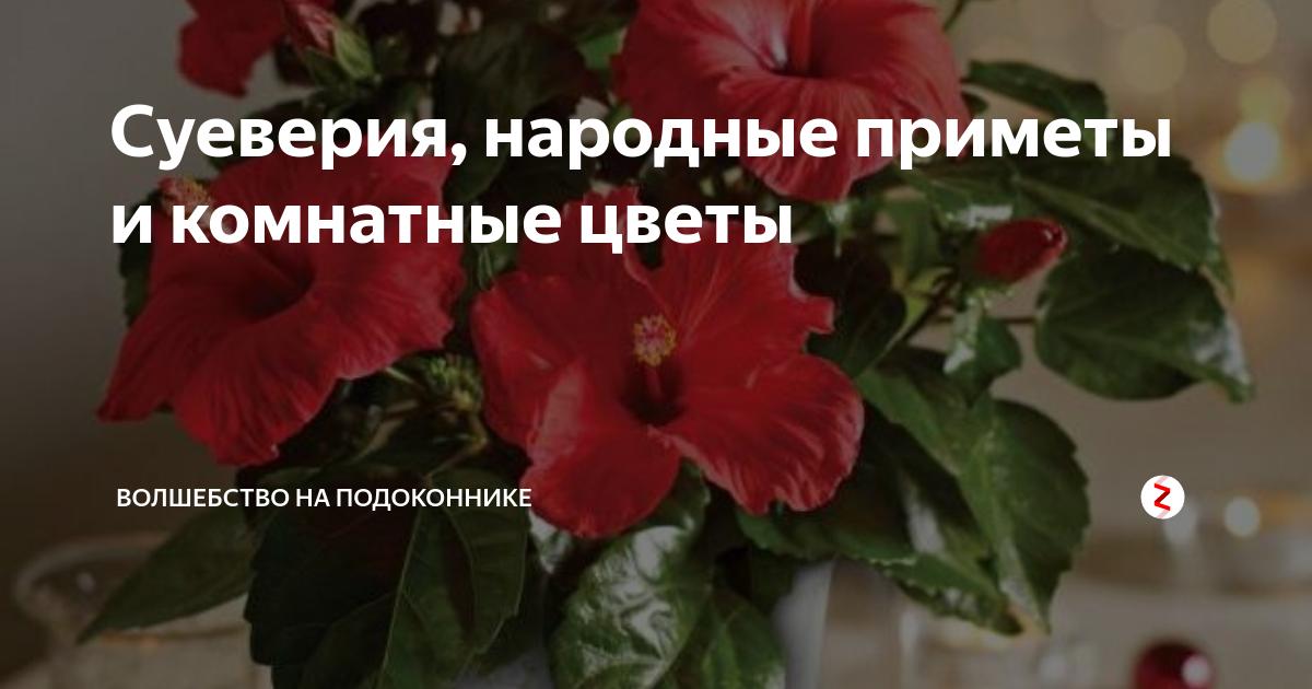 Суеверия, народные приметы и комнатные цветы | Волшебство на ...