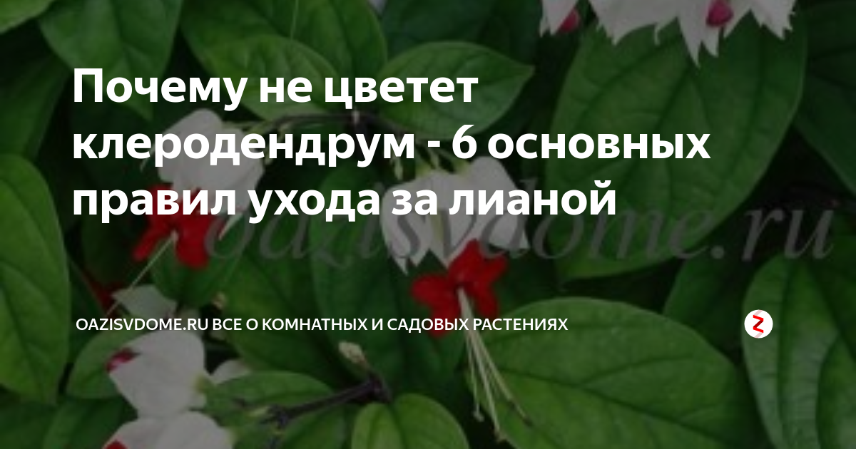 Почему не цветет клеродендрум - 6 основных правил ухода за лианой