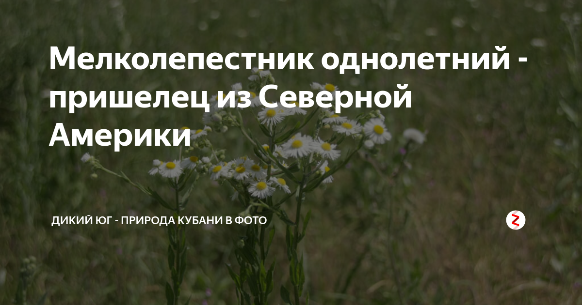 Мелколепестник однолетний - пришелец из Северной Америки | Дикий Юг ...
