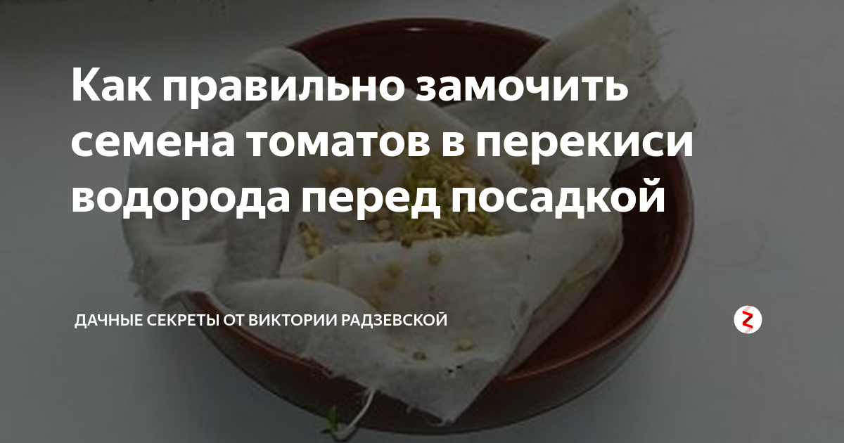 Сколько времени замачивать семена помидор перед посадкой. Замачивание семян томатов в перекиси водорода. Семена помидор замачивание перед посадкой. Замачивание семян томатов в перекиси водорода перед посевом. Перекись водорода и семена