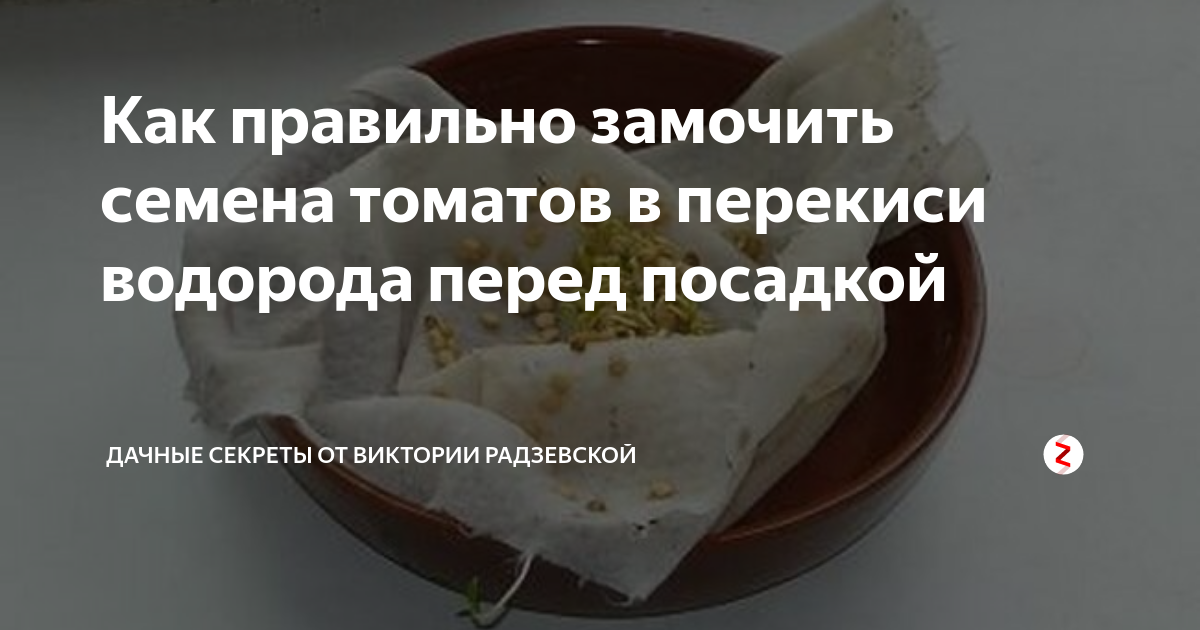 На сколько надо замачивать семена томатов. Замачивание семян томатов в перекиси водорода. Семена помидор замачивание перед посадкой. Замачивание семян томатов в перекиси водорода перед посевом. Перекись водорода и семена.