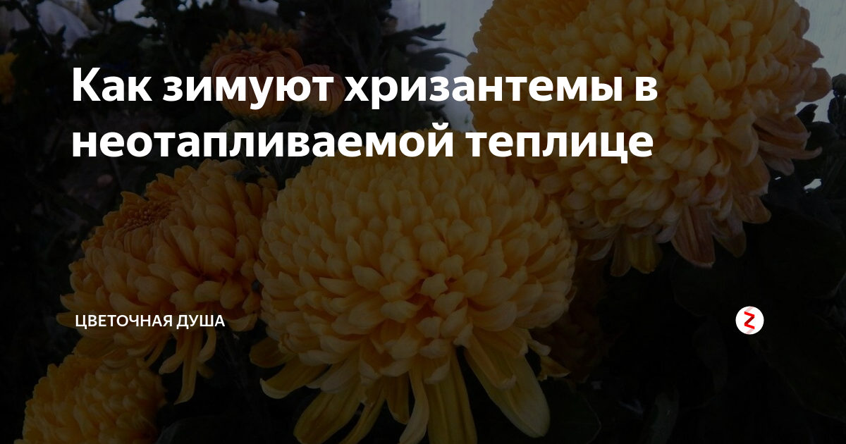 Укрытие хризантем мультифлора. Зимуют ли хризантемы. Хризантема мультифлора у вас на даче. Хранение хризантемы мультифлора зимой. Хризантема мультифлора перезимовать.