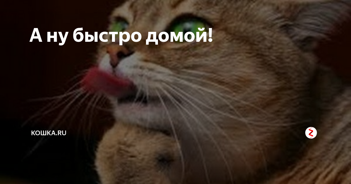 Смешные картинки пора домой
