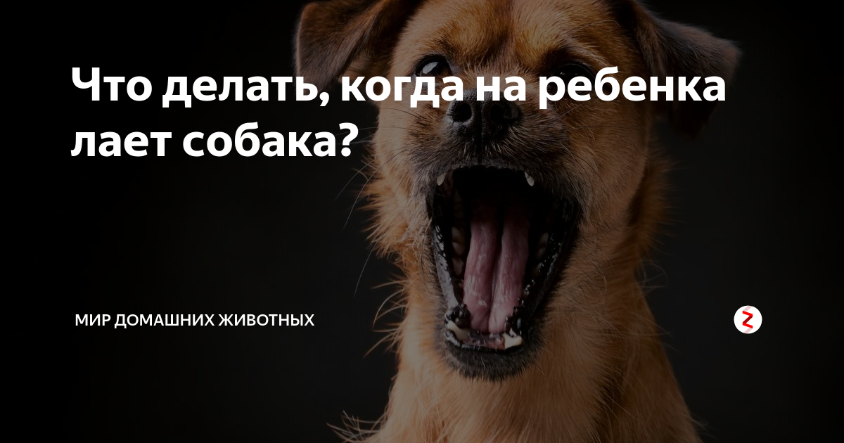 Щенок лает улице. Собака лает. Как отучить собаку лаять. Как отучить собаку гавкать. Почему собака лает.