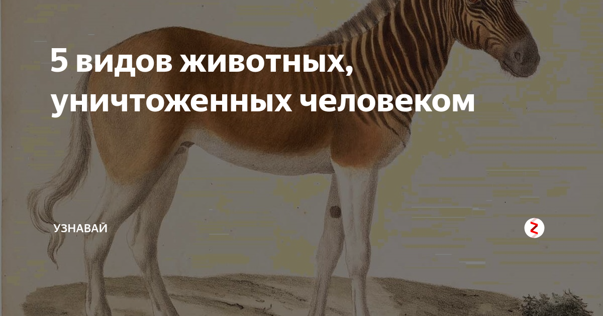 10 видов животных, которых истребил человек: picturehistory - ЖЖ