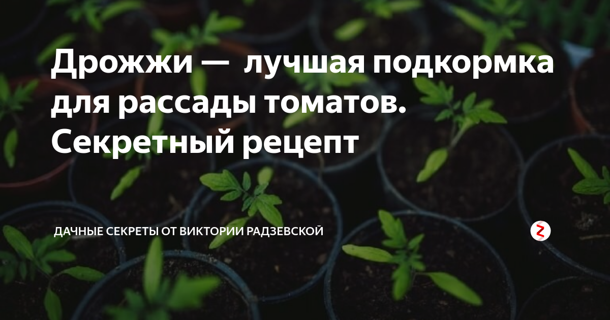 Как подкормить рассаду помидор дрожжами. Подкормка рассады томатов дрожжами. Удобрение рассады дрожжами. Дрожжевая подкормка для рассады помидор. Рецепт дрожжевой подкормки для рассады.