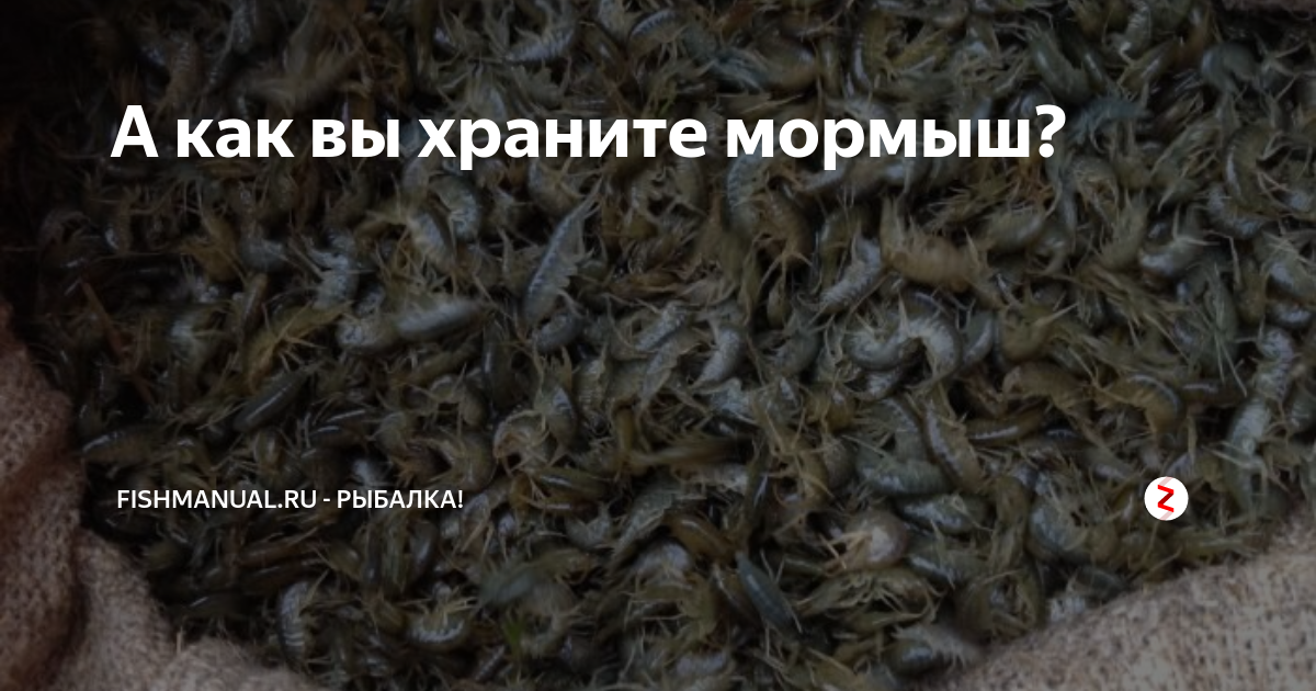Как сохранить мормыша живым. Как сохранить мормыша живым