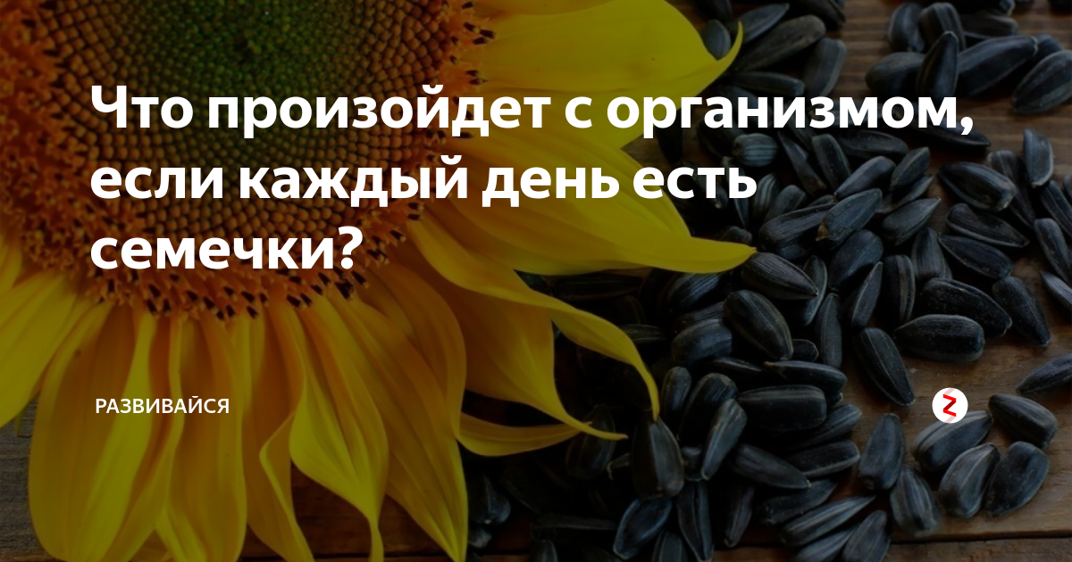 Чем полезны жареные семечки подсолнуха для организма. Семечки каждый день. Полезны ли семечки подсолнуха. Польза подсолнечных семечек. Толстеют ли от семечек подсолнечника.