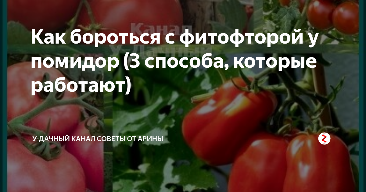 Когда надо обрабатывать помидоры от фитофторы. Трихопол для помидор. Когда надо обрабатывать помидоры от фитофторы. Когда надо обрабатывать помидоры от фитофторы. Подкормка помидор йодом.