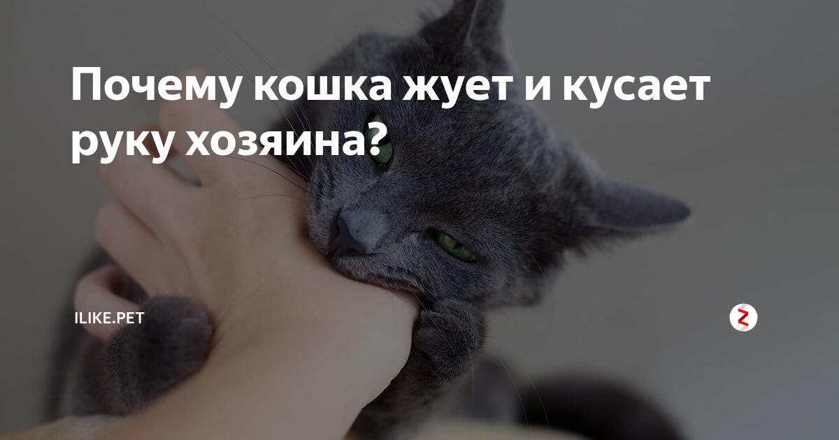 Почему кошка кусается причины. Кошка кусает руку. Почему коты когда гладишь кусают. Кошка кусает руку хозяина.