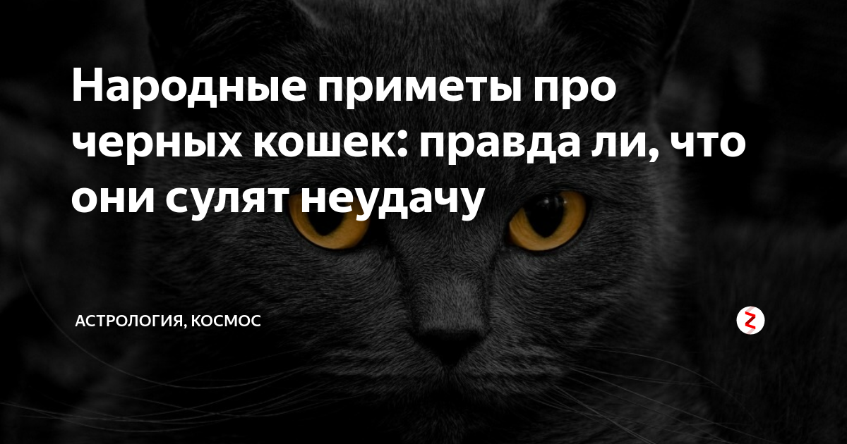 Приметы про черную. Черная кошка примета. Приметы о чёрных кошках. Увидеть черную кошку примета. Инфа про черную кошку.