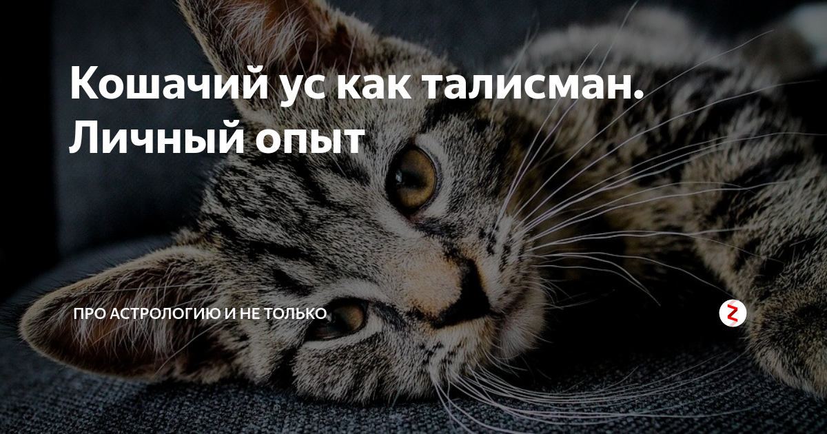 Найти кошачий ус примета. Приметы про кошек. Найти кошачий ус. Кошачий Усик к деньгам. Кошачьи усы на тетиву