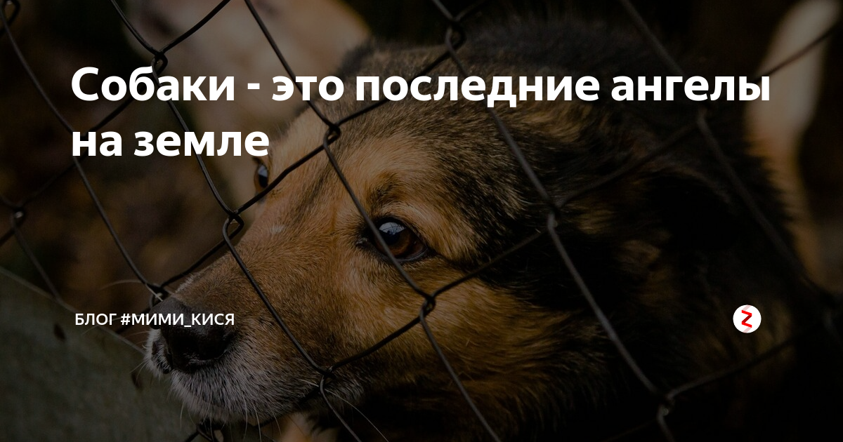 собаки это последние ангелы которые решили остаться с людьми на земле. я свято верю что собака последний ангел на земле стих. собаки последние ангелы на земле. я свято верю, что собака. собака последний ангел на земле стих.