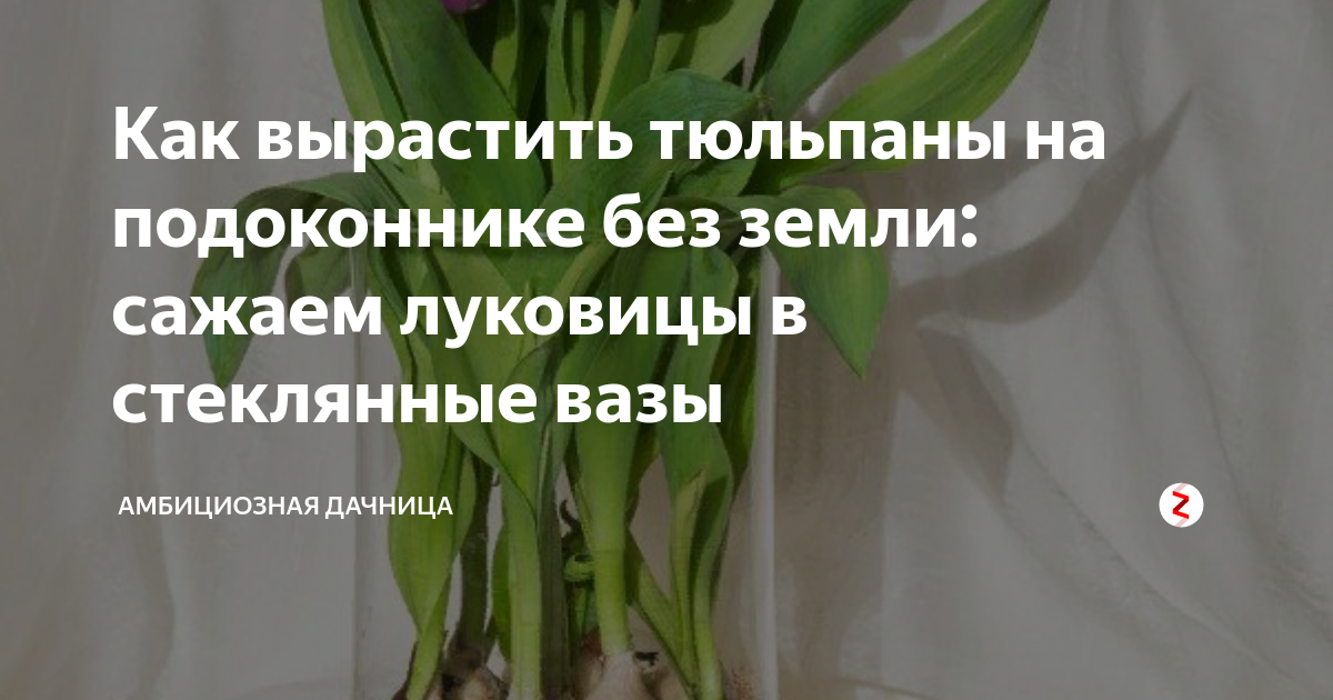 Как вырастить тюльпаны на подоконнике - Садовый центр г. Новокузнецк