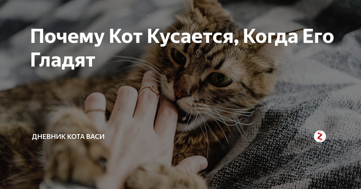 Котенок кусается когда гладишь. Почему кот кусается. Почему кот кусается когда его гладишь. Почему котики кусаются. Кот когда его гладят.