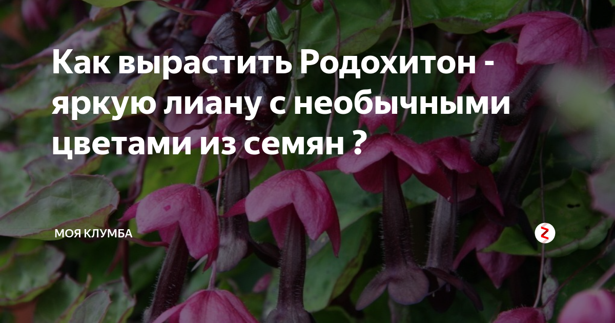 Родохитон (Rhodochiton) — описание, выращивание, фото | на партнер1.рф