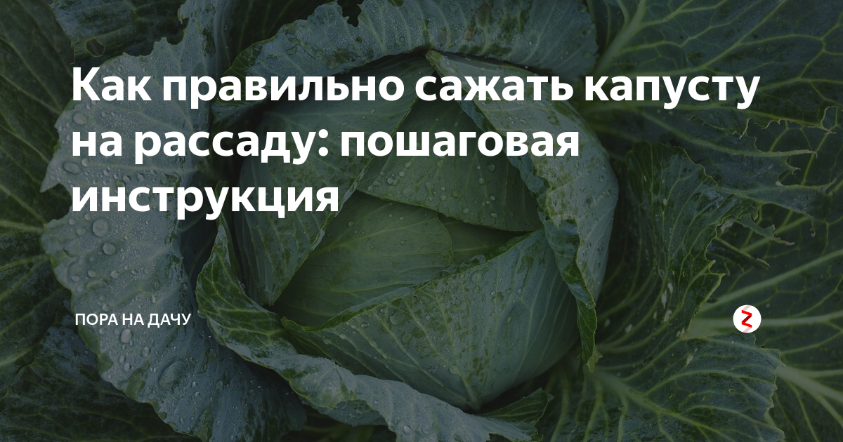 Календарь посева капусты на рассаду. Посадка капусты на рассаду. Как посадить белокочанную капусту. Как посадить капусту на рассаду в домашних условиях правильно. Когда садить капусту в Забайкальском крае 2022.