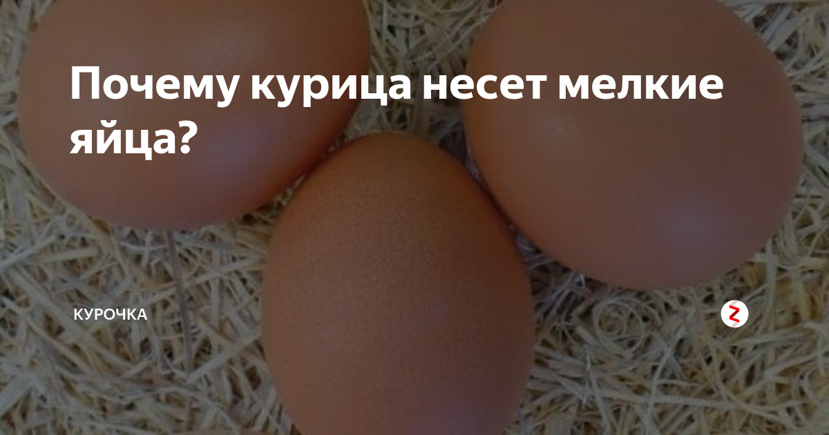 Почему яйца кур стали мелкие. Курица несёт яйца без скорлупы. Почему куры несут мелкие яйца. Яйцо кур молодок мелкое.