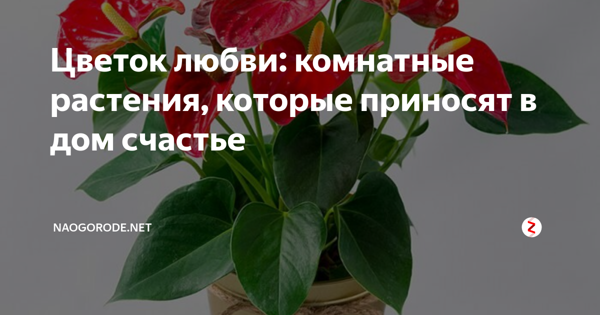 Растения, которые привлекают любовь в дом. Как привлечь любовь в дом с помощью комнатных растений