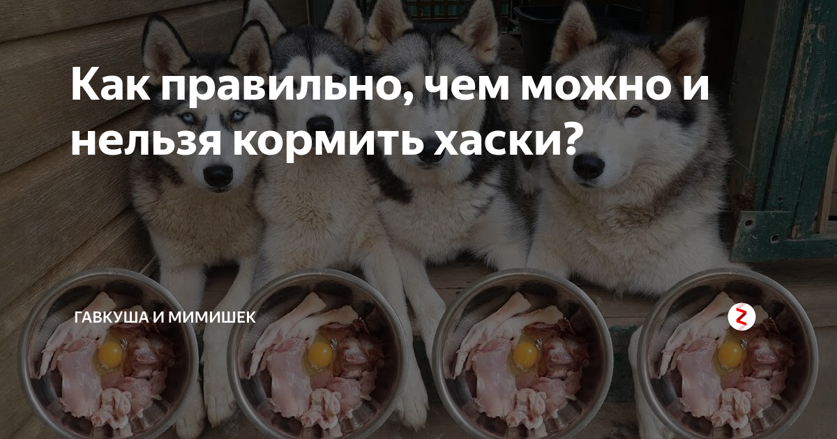 Рацион хаски. Рацион хаски в день. Рацион щенки хаски. Рацион на день хаски щенка.