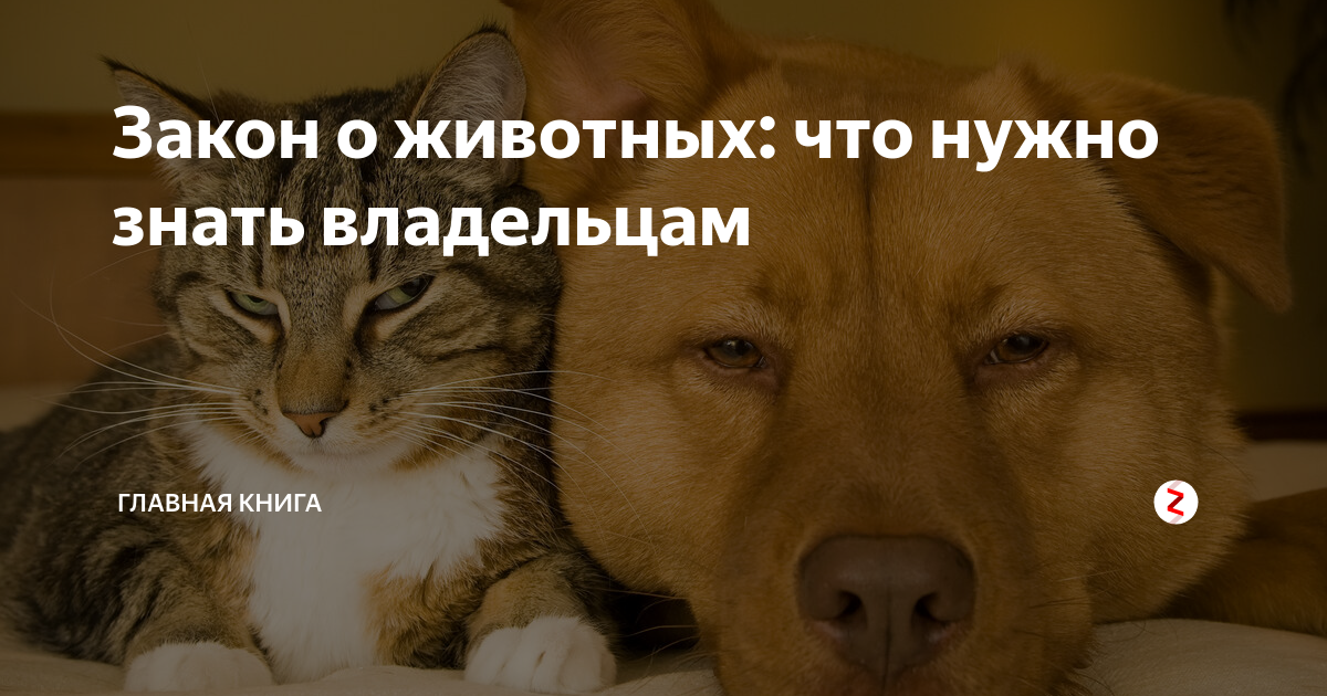 Хозяин знает. Комплименты хозяевам питомцев