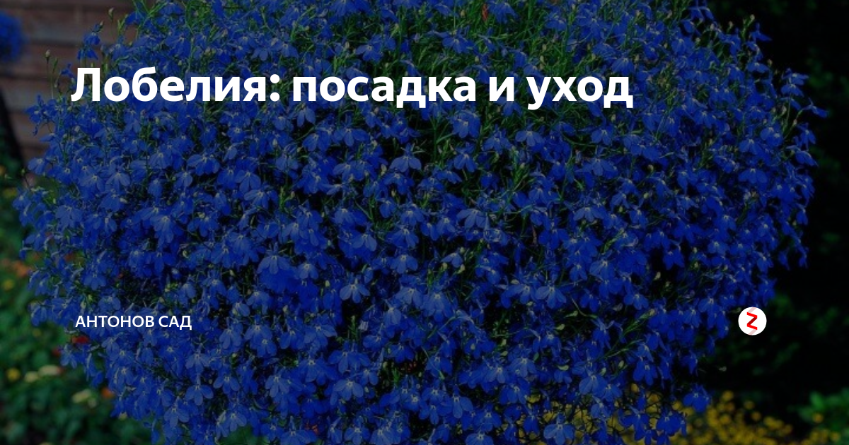 Нежная красавица лобелия: выращивание и уход в саду и кашпо