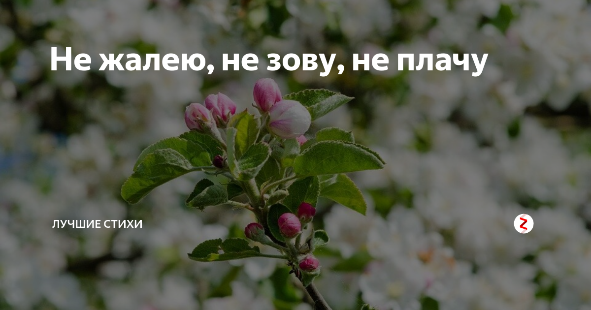 Не жалею, не зову, не плачу | Лучшие стихи | Дзен