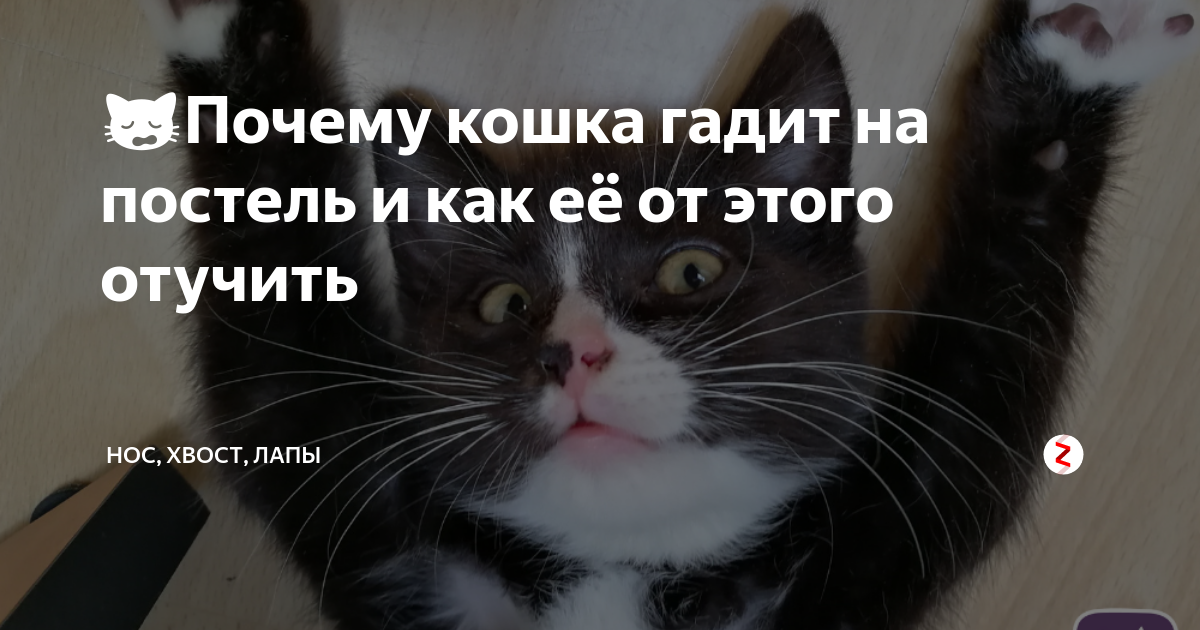 Почему кошки не писали. Кошка нагадила на кровать. Котик гадит на постель. Почему кот гадит на кровать. Отучить кошку гадить на кровать.