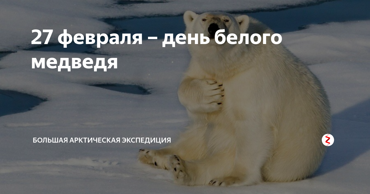 международный день полярного (белого) медведя. день полярного медведя. день полярного медведя. белые дни в феврале. 27 февраля белый медведь.