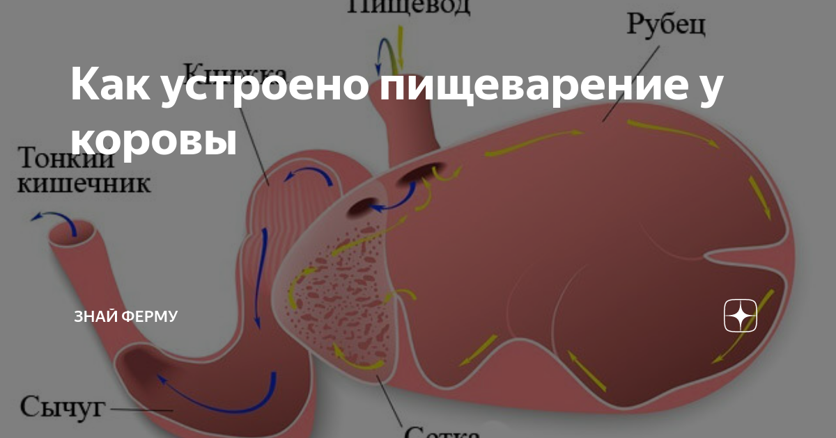 пищеварительная система чело. органы пищеварительной системы человека схема. как устроена пищеварительная система кратко. отделы пищеварительной системы человека схема. системы органов человека пищеварительная система.