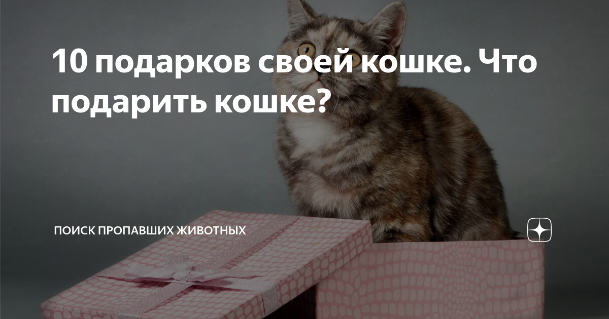 С днем рождения, кот! 6 способов отметить день рождения кота — идеи для вашего стола | созвездие33.рф