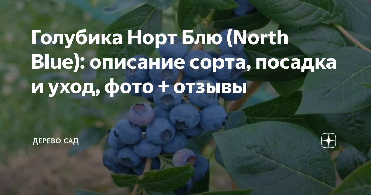 Норт блю. Голубика Норт Блю куст. Голубика сорт Норт Блю. Голубика Садовая Нортблю Northblue. Черника Садовая Нортблю (North Blue).