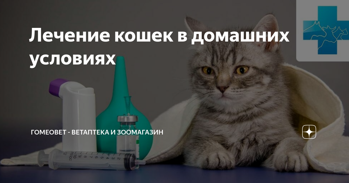 Как лечить кошку в домашних условиях?