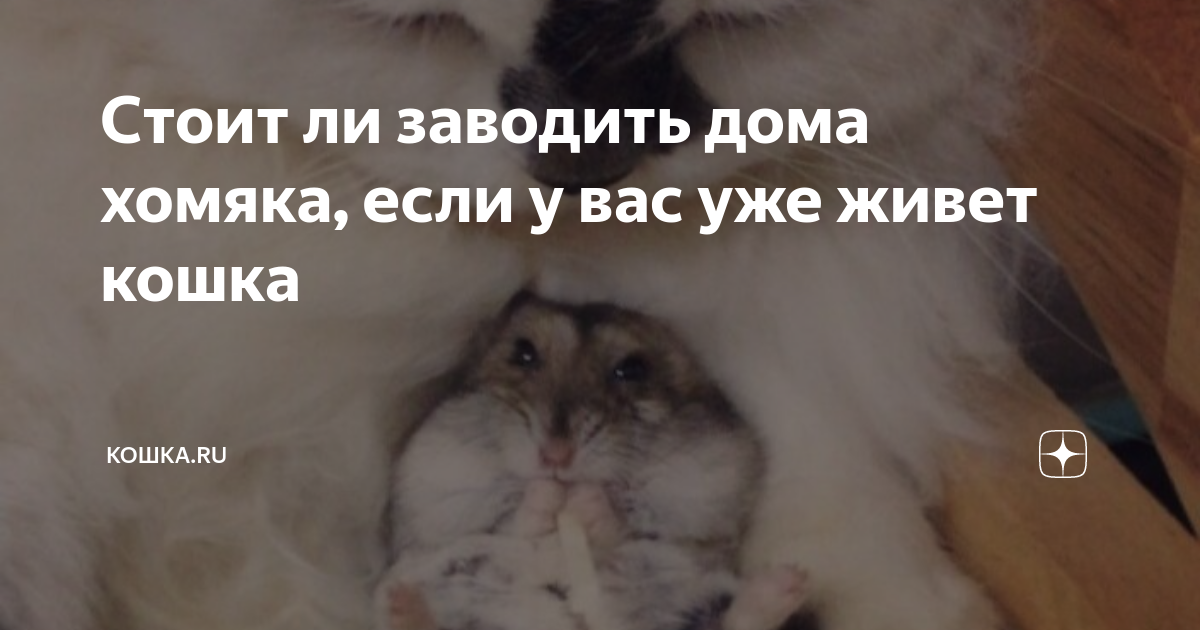 Различия в поведении кошек и хомяков