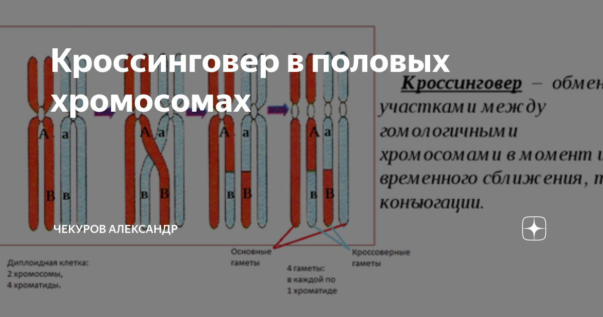 Задачи по кроссинговеру. Модель кроссинговера. Кроссинговер генетика задачи.