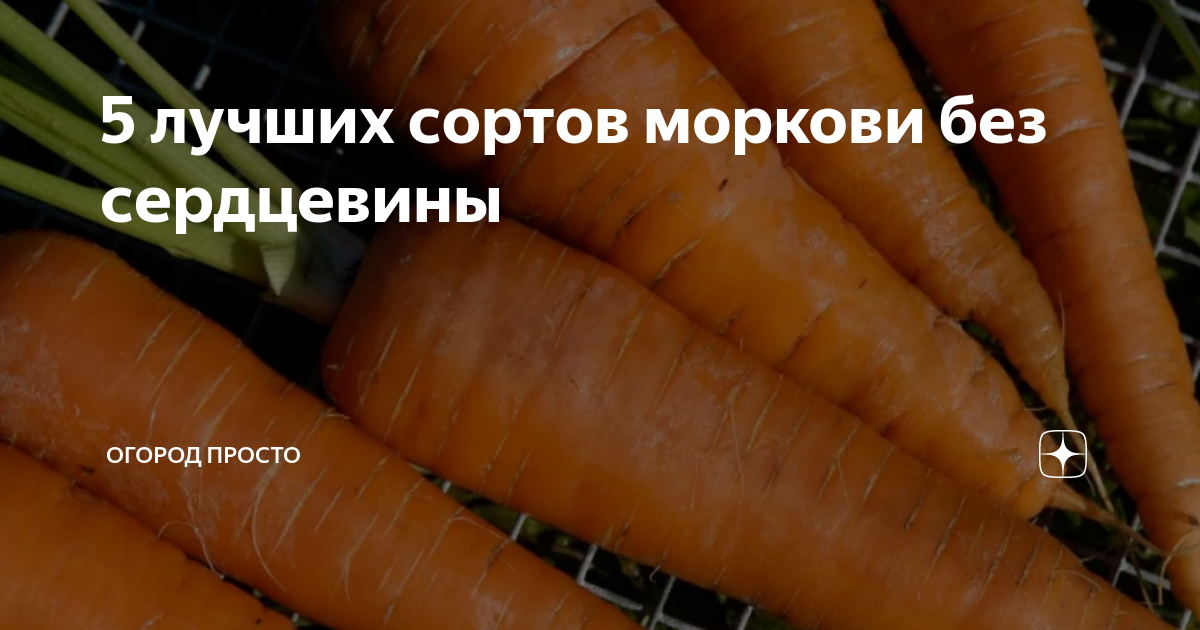 5 лучших сортов моркови без сердцевины | Огород просто | Дзен