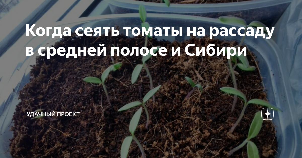 Когда сеять семена томатов в 2024 году. Когда сеять помидоры. Посадка рассады помидор в средней полосе России. Когда сеять томаты на рассаду. Цветет Подснежник на рассаду сеют помидоры.