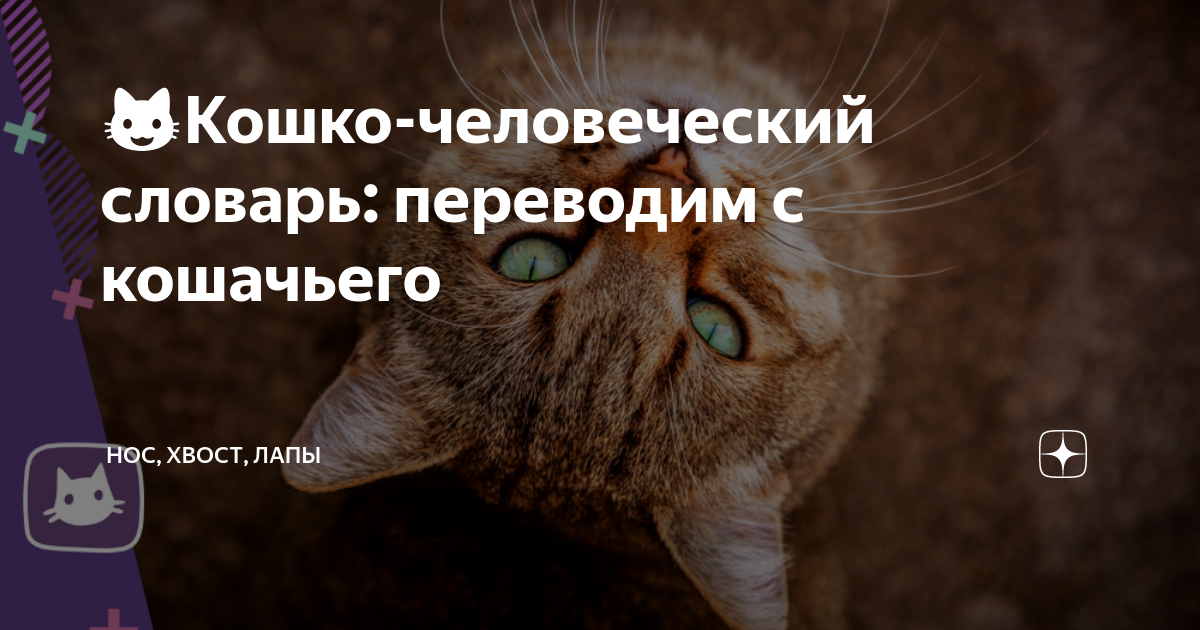 язык общения кошек. кошачий язык как понять кошку. как понять язык кошек. стикеры вк кот. кот персик стикеры.