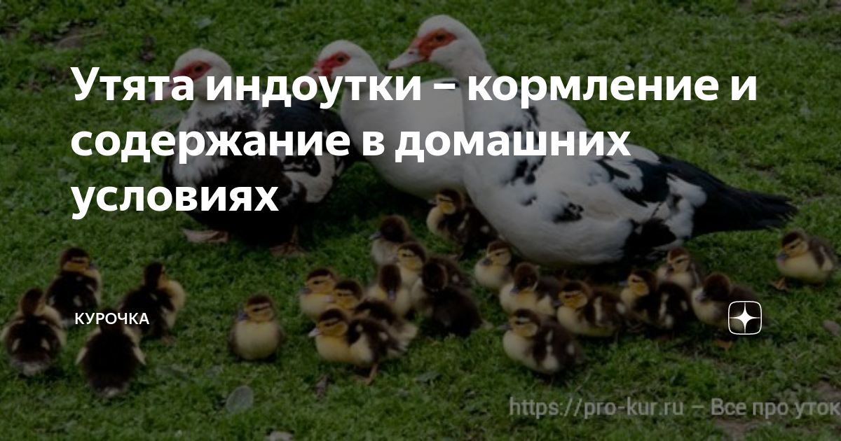 Утята индоутки – кормление и содержание в домашних условиях | Курочка ...