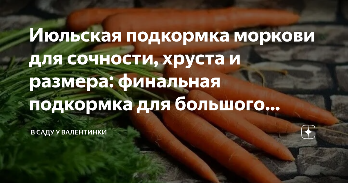 Подкормить морковь в августе для роста корнеплода. Подкормить морковь в августе для роста корнеплода