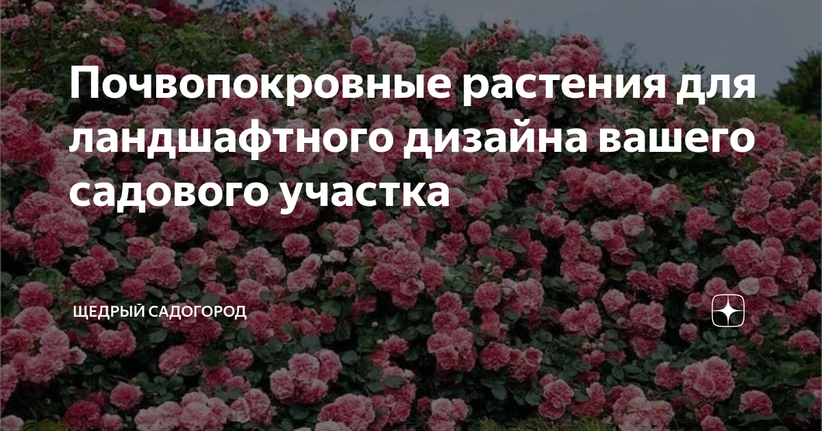 Как использовать почвопокровные растения в садовом дизайне - Бобёklimatcentr-102.ru