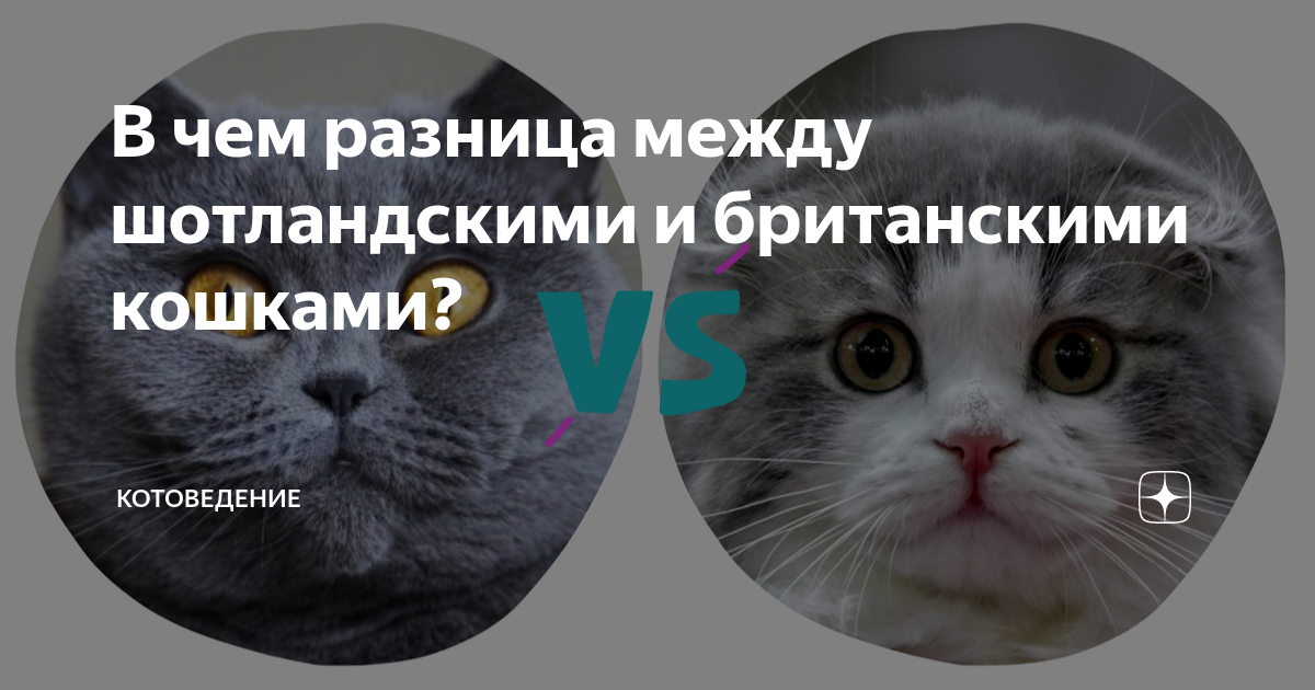 черно белая шотландская кошка